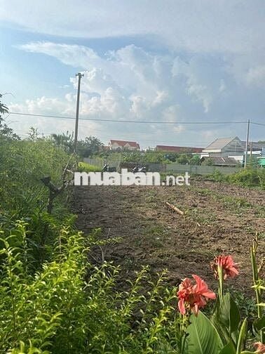 BÁN ĐẤT THỔ CƯ GIÁ TỐT – XÃ TÂN TẬP, HUYỆN CẦN GIUỘC, LONG AN