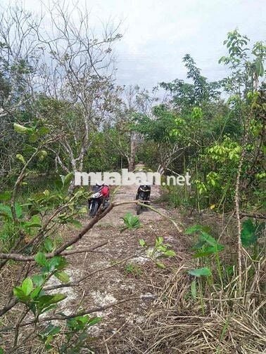 Đất CLN, diện tích 580m2, phường Hưng Thạnh, Cái Răng