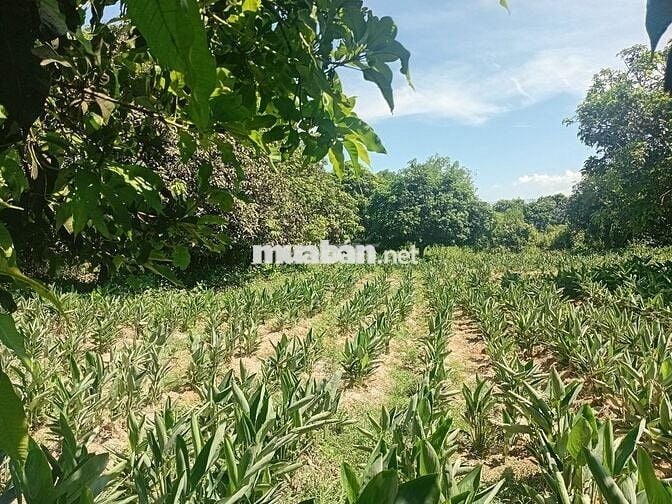 Đất sổ đỏ đường song hành cao tốc dt 2500m².