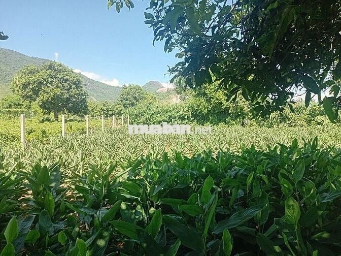 Đất sổ đỏ đường song hành cao tốc dt 2500m².