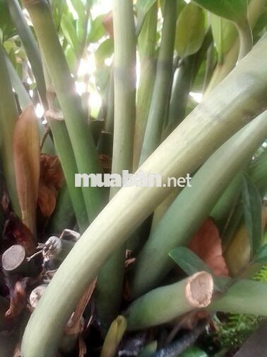 Đất cây lâu năm ấp mũi côn tiểu gần công ty cây xanh tphcm