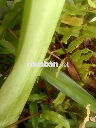 Đất cây lâu năm ấp mũi côn tiểu gần công ty cây xanh tphcm