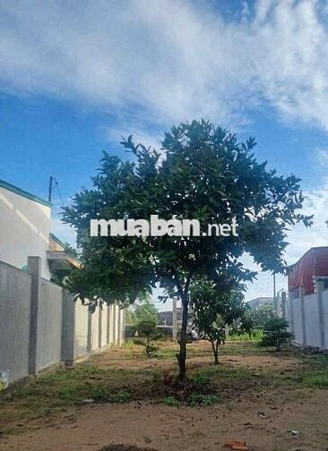 chính chủ bán lô đất MT Đ Tân Long,Tân Nhựt , Bình Chánh giá 1tỷ 530