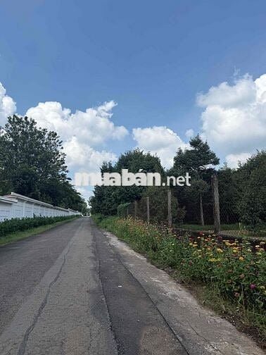 5x30 thổ cư  MẶT TIỀN ĐƯỜNG NHỰA ĐỐI DIỆN UỶ BAN - Giá 1 tỷ 2 .
