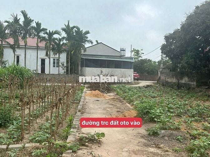 🏕️ BÁN ĐẤT -chủ cần tiền bán gấp 61m - Nguyên Hoà - Phù Cừ -  Hưng Yên