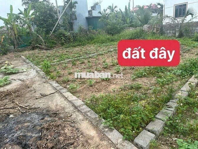 🏕️ BÁN ĐẤT -chủ cần tiền bán gấp 61m - Nguyên Hoà - Phù Cừ -  Hưng Yên