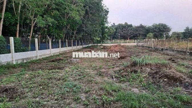 BÁN ĐẤT: 150m2 thổ cư Lộc Hưng -  TT Trảng Bàng SHR