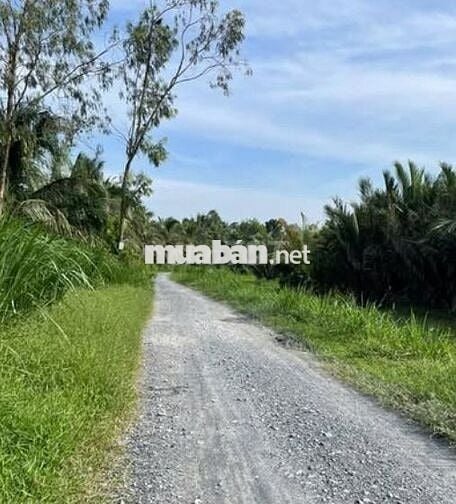 CC Cần bán 1.410 m2 đất đường đê An Thạnh Thủy, Chợ Gạo, Tiền Giang