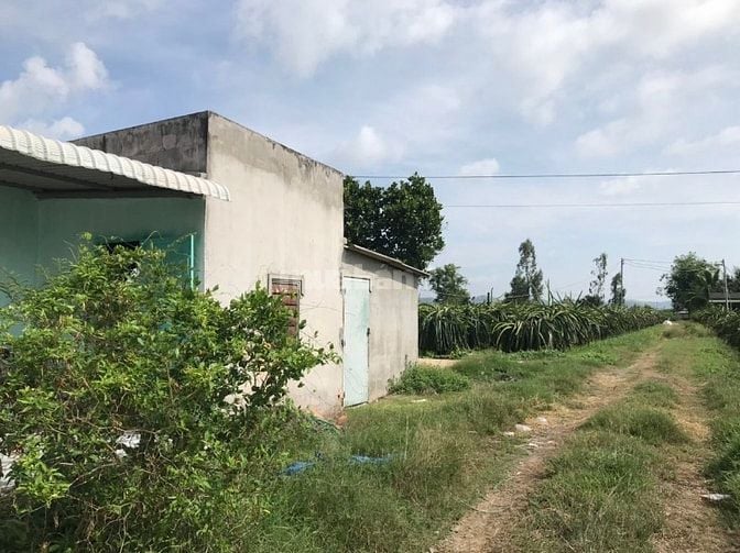 BÁN ĐẤT TRỒNG THANH LONG CHÍNH CHỦ – HÀM CƯỜNG, HÀM THUẬN NAM, BÌNH TH