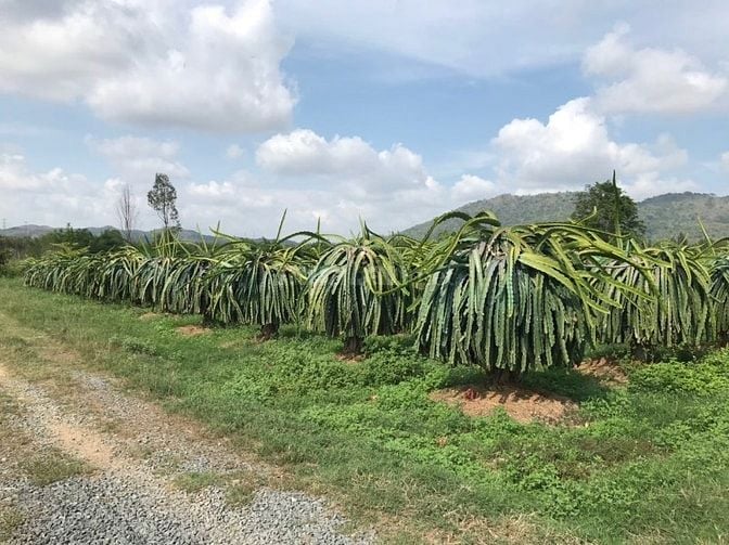 BÁN ĐẤT TRỒNG THANH LONG CHÍNH CHỦ – HÀM CƯỜNG, HÀM THUẬN NAM, BÌNH TH