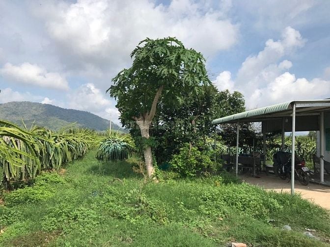 BÁN ĐẤT TRỒNG THANH LONG CHÍNH CHỦ – HÀM CƯỜNG, HÀM THUẬN NAM, BÌNH TH
