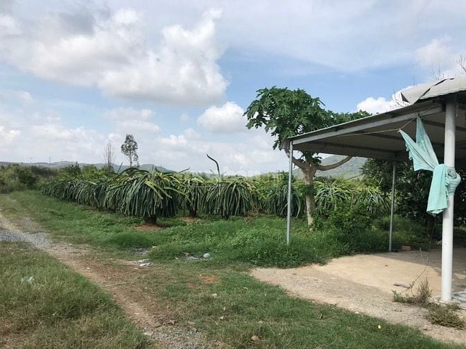 BÁN ĐẤT TRỒNG THANH LONG CHÍNH CHỦ – HÀM CƯỜNG, HÀM THUẬN NAM, BÌNH TH