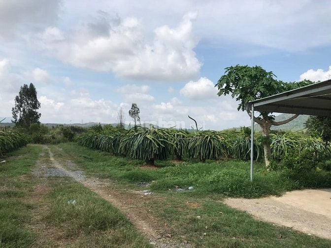 BÁN ĐẤT TRỒNG THANH LONG CHÍNH CHỦ – HÀM CƯỜNG, HÀM THUẬN NAM, BÌNH TH
