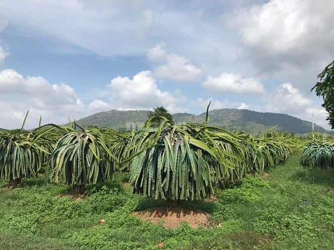 BÁN ĐẤT TRỒNG THANH LONG CHÍNH CHỦ – HÀM CƯỜNG, HÀM THUẬN NAM, BÌNH TH