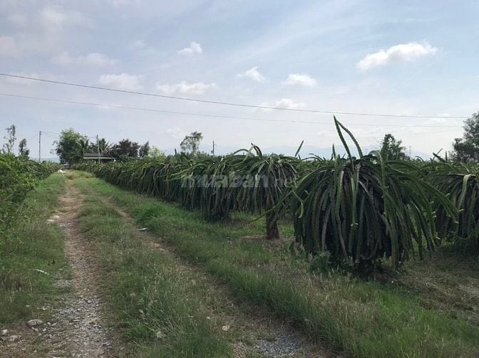 BÁN ĐẤT TRỒNG THANH LONG CHÍNH CHỦ – HÀM CƯỜNG, HÀM THUẬN NAM, BÌNH TH