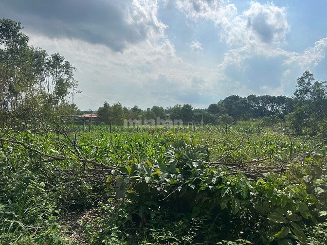 12x30(342m2) Hẻm Lý Nam Đế, Tân Phước LaGi Giá 1,2 Tỷ