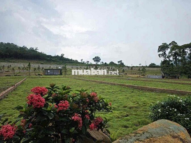 chỉ 15tr/m có ngay lô đất nằm ngay lõi khu công nghệ cao hòa lạc chỉ 15tr/m có ngay lô đất nằm ngay lõi khu công nghệ cao hòa lạc