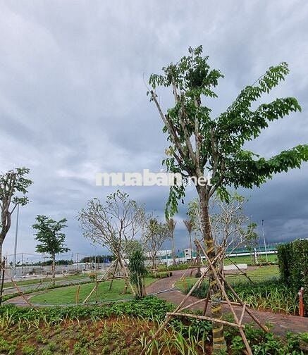 Nền thổ cư Cái Răng khu Nam Long 2