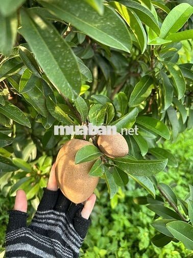 MẶT TIỀN CỰC KÌ LÀ RỘNG HƠN 12M ĐƯỜNG THÔNG