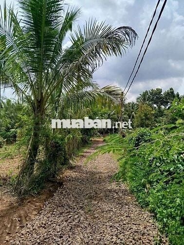 Bán đất phú túc thống nhất đinh quán ,shr ,1000 m