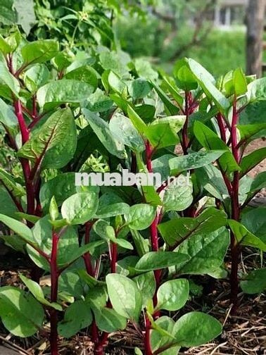 BỎ PHỐ VỀ VƯỜN - SỞ HỮU NGAY MẢNH ĐẤT ĐỒI GIÁ TỴ TẠI ĐỊNH QUÁN