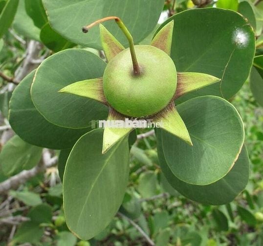 BỎ PHỐ VỀ VƯỜN - SỞ HỮU NGAY MẢNH ĐẤT ĐỒI GIÁ TỴ TẠI ĐỊNH QUÁN