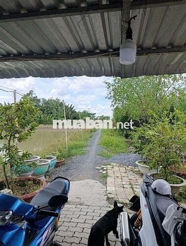 Bán đất nền đường bà xán xã Bình Khánh huyện cần giờ