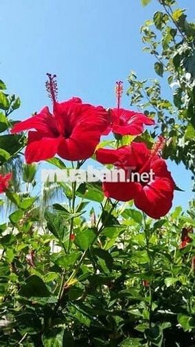 Bán gấp lô đất 1.500m² cạnh hồ Trị An, vị trí đắc địa giá mềm