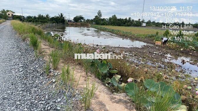 Chính Chủ Bán 03 Nền Đất Tại Xã Mỹ Thọ, Huyện Cao Lãnh, Tỉnh Đồng Tháp