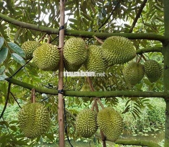 👉 Không đọc tới cuối là tiếc thật đó 😅