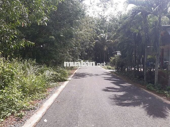 1330m2 đất sau nhà thờ Minh Thạnh, Dầu Tiếng