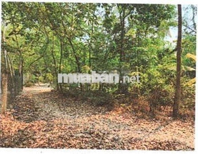 Bán ĐGTS đất tại TĐ số: 157, ấp Cẩm An, xã Thạnh Đức, tỉnh Tây Ninh