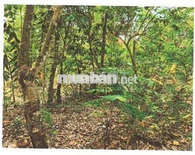 Bán ĐGTS đất tại TĐ số: 157, ấp Cẩm An, xã Thạnh Đức, tỉnh Tây Ninh