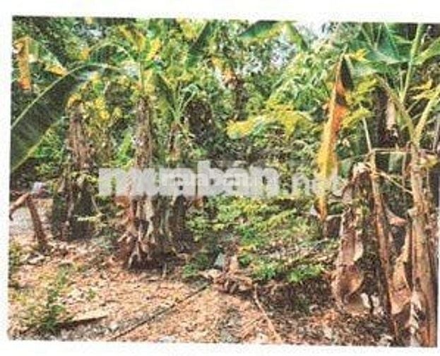 Bán ĐGTS đất tại TĐ số: 158, xã Thạnh Đức, tỉnh Tây Ninh