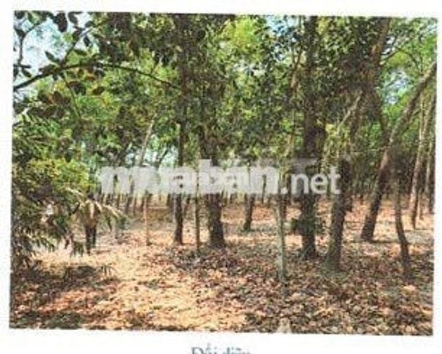 Bán ĐGTS đất tại TĐ số: 158, xã Thạnh Đức, tỉnh Tây Ninh