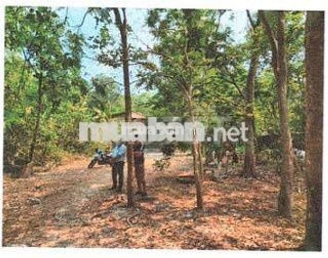 Bán ĐGTS đất tại TĐ số: 159, xã Thạnh Đức, tỉnh Tây Ninh