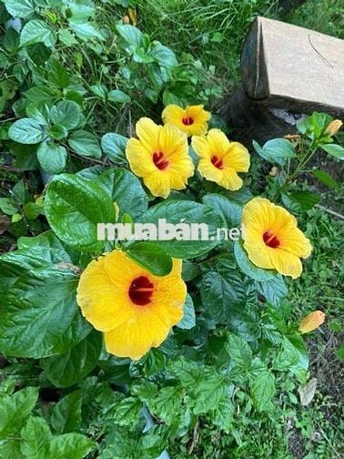 Ane share nguyên tầng 1 ưu tiên NVVP, độc thân giá tốt