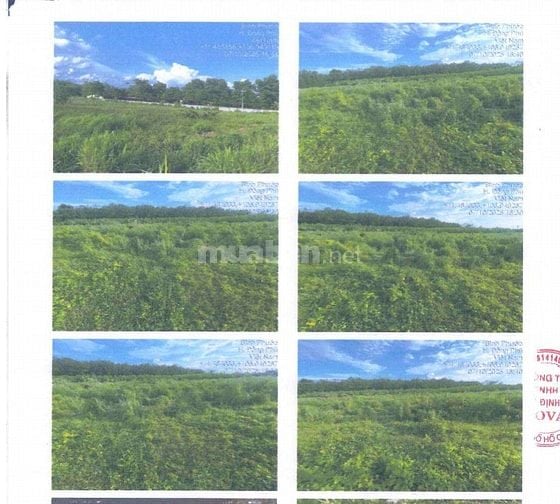 BÁN ĐẤU GIÁ TS MSB L2_XÃ TÂN HƯNG, ĐỒNG PHÚ, BÌNH PHƯỚC