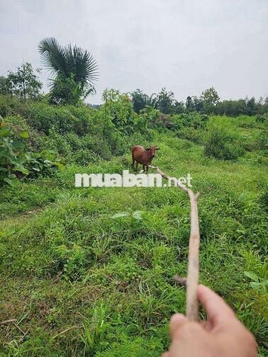 Đất sổ đỏ 1000 m2 gần thác ba giọt