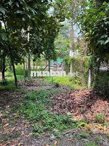 đất mặt đường an sơn 01. có măng cụt
