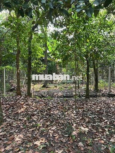 đất mặt đường an sơn 01. có măng cụt
