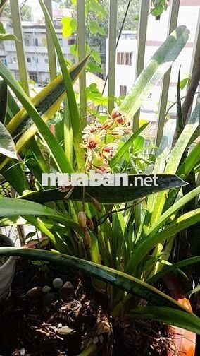 Bán căn hộ chung cư sư vạn hạnh p9 quận 5 tphcm