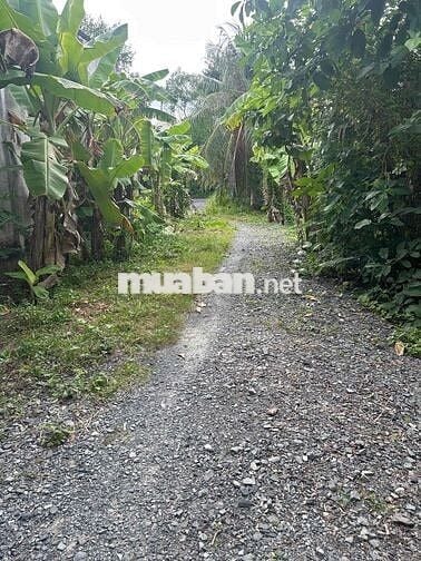 đất nền thuộc khu dân cư tân hội,dắt tiềm năng sinh lời cao