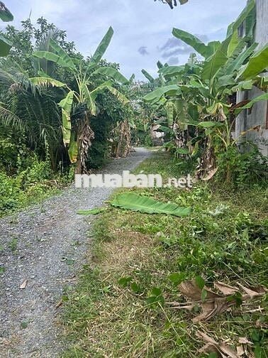 đất nền thuộc khu dân cư tân hội,dắt tiềm năng sinh lời cao