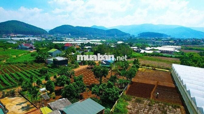 🌸 MỞ CỬA NHÌN RA ĐỒI THÔNG –GẦN ĐÀ LẠT - Chỉ 7xxtr 🌸