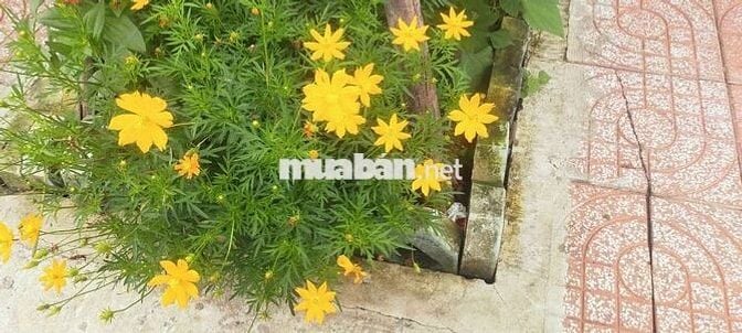 Cho thuê nhà cấp 4 hẻm Ô  TÔ  đường Llê lợi Vũng Tàu