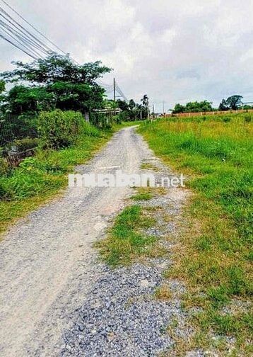 Bán lô đất 43x40m, 1/ Bàu sen, xe tải vô được, Đức Lập, Long An