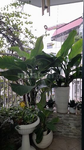 Chung cư sư vạn hạnh p9 quận 5 tphcm