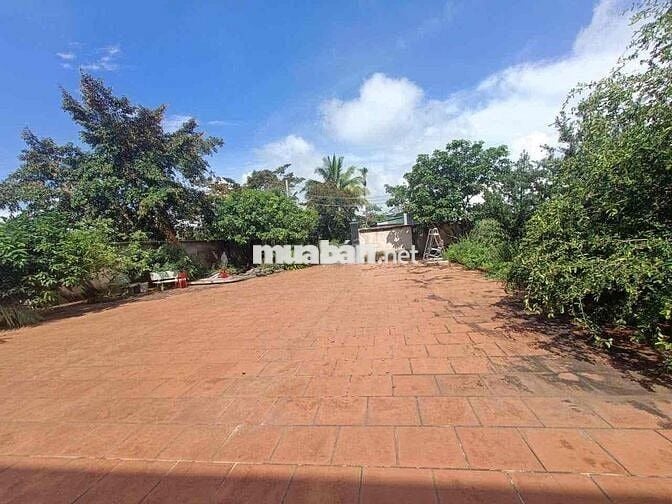 Nhà sân vườn Bảo Lộc - DT: 551m2 (15.1x37m) sẵn 113m thổ cư - 5 phòng