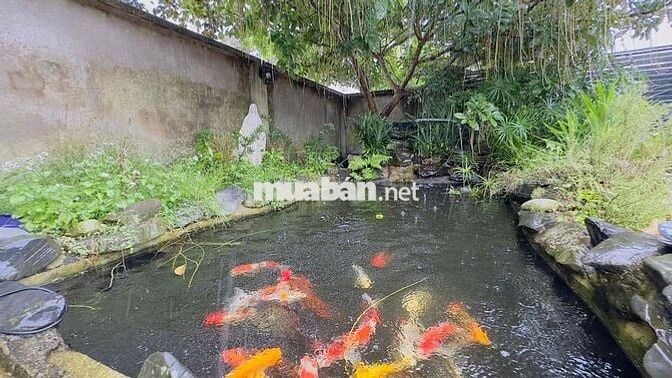 Nhà sân vườn Bảo Lộc - DT: 551m2 (15.1x37m) sẵn 113m thổ cư - 5 phòng
